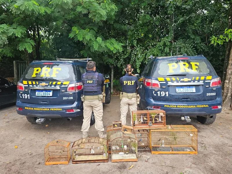 PRF resgata 245 animais em operação contra tráfico na Paraíba