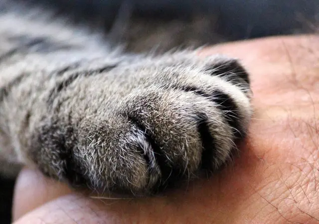 Homem é preso por agressão e morte de gata na PB