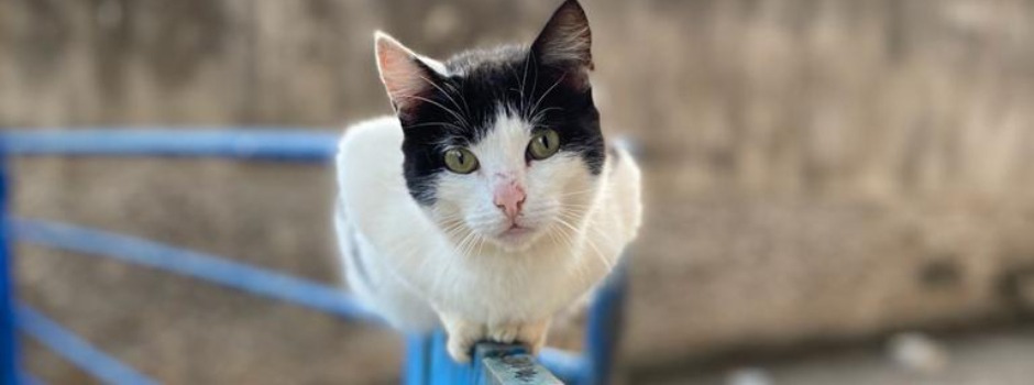 Homem é preso por maus-tratos e morte de gato em Mulungu-PB