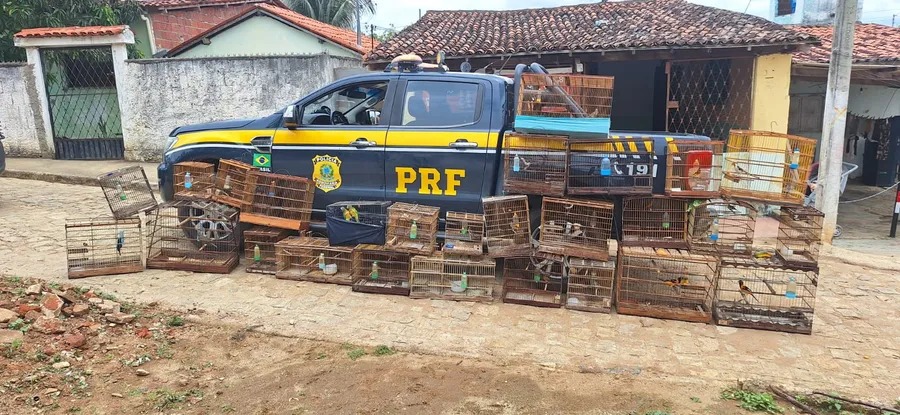 PRF resgata 245 animais silvestres em operação contra tráfico na Paraíba